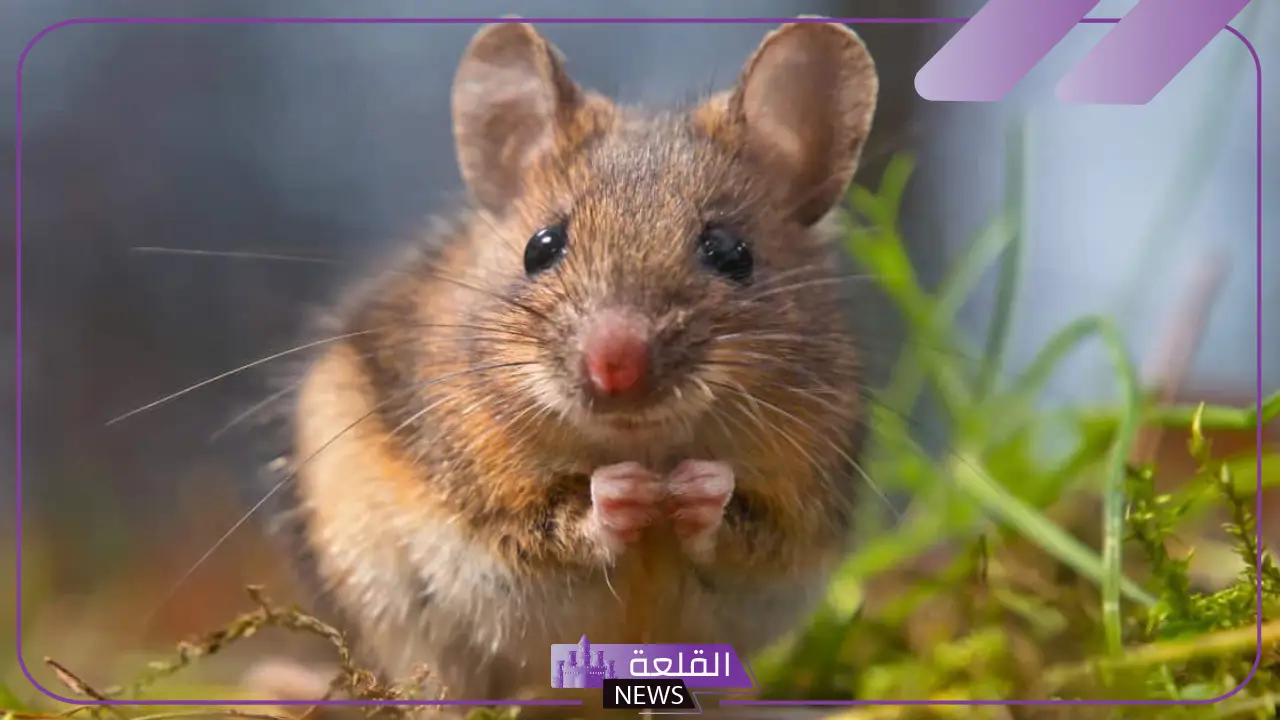تفسير الحلم بالفأر داخل المنزل في المنام لابن سيرين للمتزوجة والعزباء 5 رؤية الفأر في المنام للعزباء