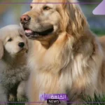 تفسير رؤية الكلاب في المنام للعزباء و للمتزوجة لابن سيرين