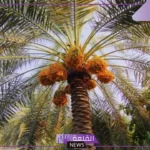 تفسير حلم رؤية النخل في المنام ورمزه للرجل لابن سيرين