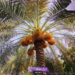 تفسير حلم رؤية النخلة في المنام لابن سيرين وكبار العلماء للعزباء والمتزوجة والحامل