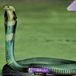 تفسير حلم رؤية ثعبان كبير في المنام للمرأة والرجل لابن سيرين