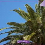 تفسير حلم النخلة في المنام ورمزها لابن سيرين والنابلسي