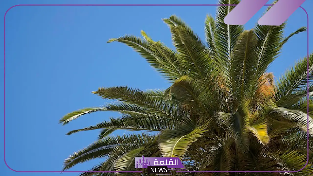 تفسير حلم النخلة في المنام ورمزها لابن سيرين والنابلسي