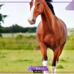 تفسير حلم ركوب الخيل في المنام والجري به للعزباء والمتزوجة لابن سيرين