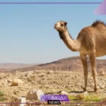 تفسير حلم ركوب الجمل في المنام وأكل لحمه للمرأة والرجل
