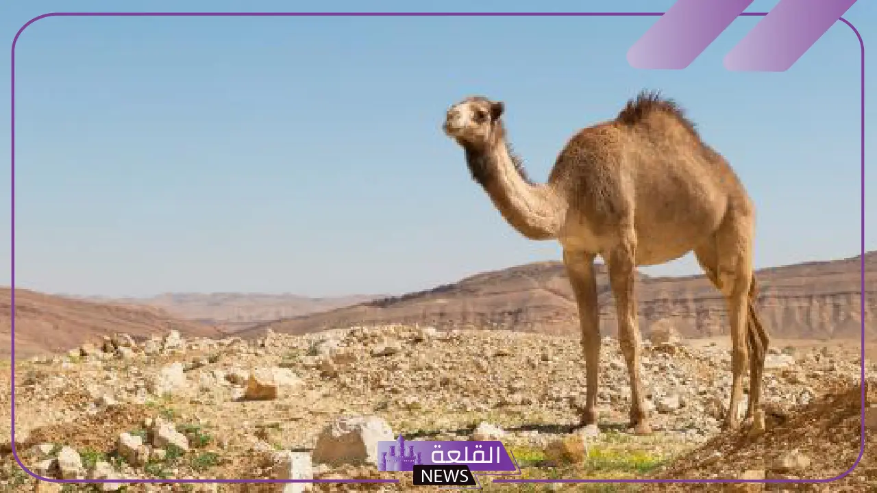 تفسير حلم ركوب الجمل في المنام وأكل لحمه للمرأة والرجل 19 تفسير حلم ركوب الجمل في المنام وأكل لحمه للمرأة والرجل