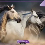تفسير حلم رؤية ركوب الخيل في المنام لابن شاهين والإمام الصادق