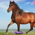 تفسير حلم ركوب الخيل للرجل في المنام لكبار العلماء والمفسرين