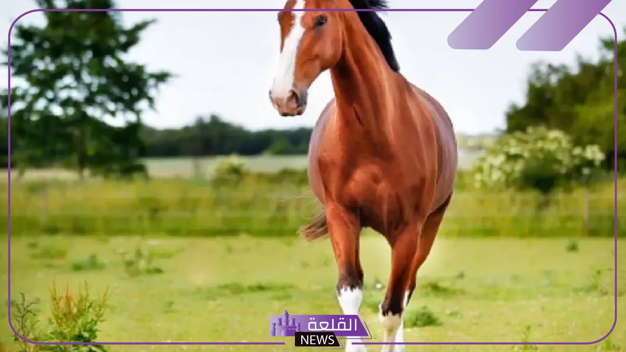 تفسير حلم ركوب الخيل في المنام والجري به للعزباء والمتزوجة لابن سيرين 16 تفسير حلم ركوب الخيل في المنام والجري به للعزباء والمتزوجة لابن سيرين