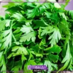 تفسير حلم البقدونس في المنام ورمز رؤيته لابن سيرين وابن شاهين