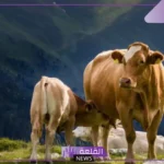 تفسير حلم رؤية البقرة في المنام للعزباء والمتزوجة لابن سيرين