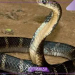 تفسير حلم الثعبان الكبير في المنام والخوف منه للعزباء لابن سيرين