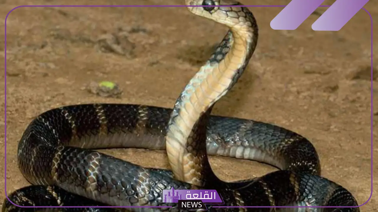 تفسير حلم الثعبان الكبير في المنام والخوف منه للعزباء لابن سيرين
