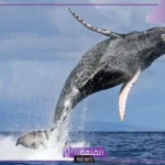تفسير حلم الحوت في المنام للعزباء والمتزوجة لابن سيرين والنابلسي