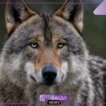 تفسير حلم الذيب في المنام ورؤيته للمتزوجة والعزباء لابن سيرين