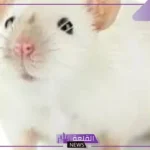 تفسير حلم الفار الابيض داخل البيت في المنام لابن سيرين