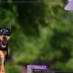 تفسير حلم كلب اسود كبير في المنام يهجم علي لابن سيرين