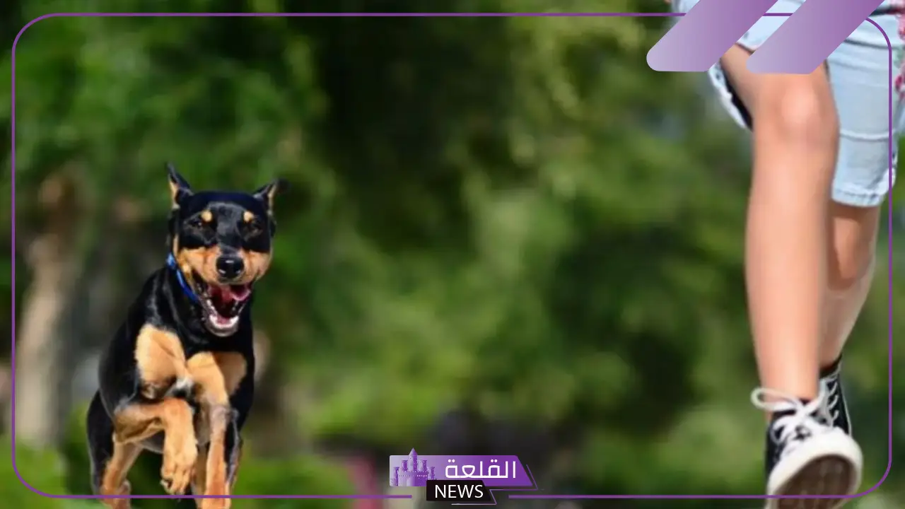 تفسير حلم كلب اسود كبير في المنام يهجم علي لابن سيرين