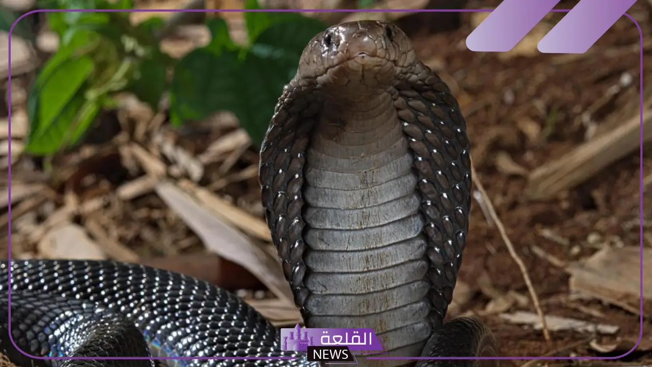 تفسير حلم رؤية الكوبرا في المنام للرجل والمرأة لابن شاهين والنابلسي 5 رؤية الكوبرا في المنام وقتلها
