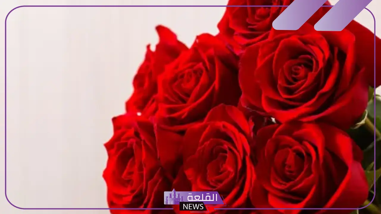 تفسير حلم الورد الاحمر في المنام ورمزه للعزباء والمتزوجة لكبار المفسرين والعلماء