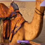 تفسير حلم ذبح الجمل في المنام للرجل لابن سيرين