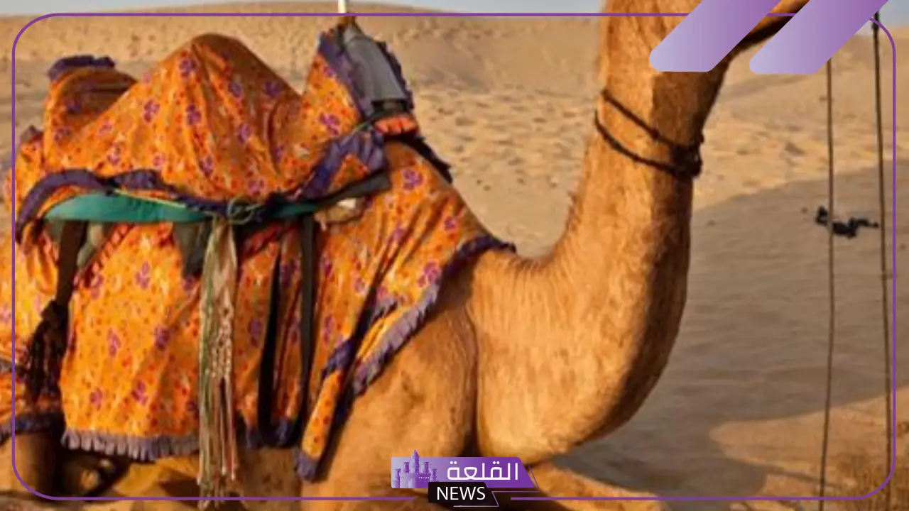 تفسير حلم ذبح الجمل في المنام للرجل لابن سيرين