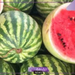 تفسير حلم الحبحب في المنام ورمز البطيخ لكبار العلماء والمفسرين