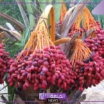 تفسير حلم شراء التمر في المنام للمتزوجة والعزباء ورمزه لكبار العلماء