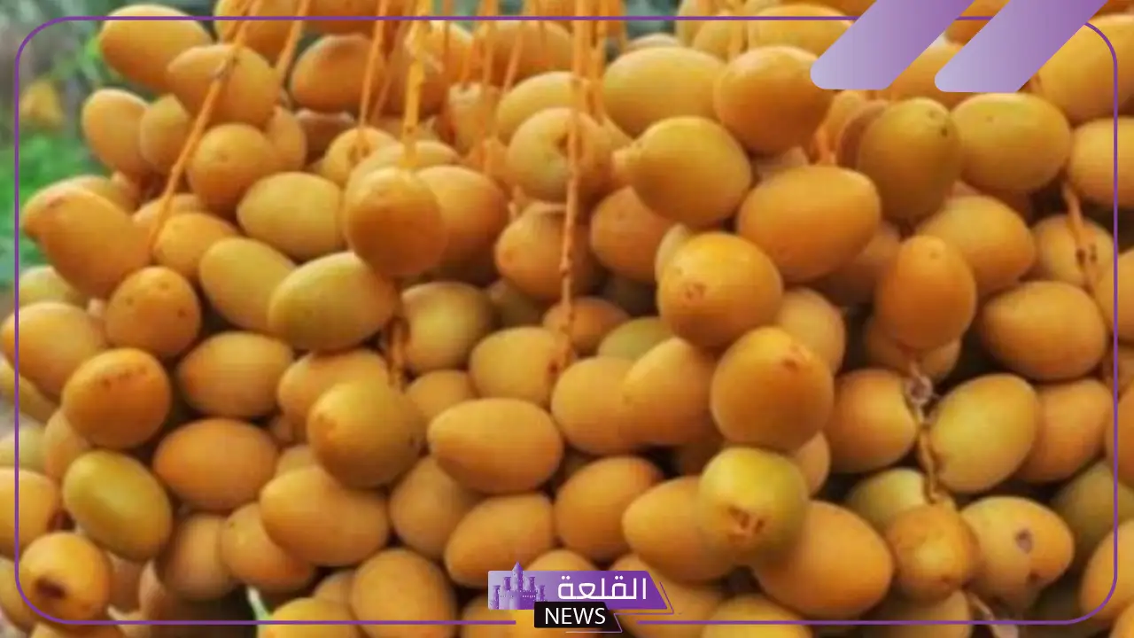 تفسير حلم شراء التمر في المنام للمتزوجة والعزباء ورمزه لكبار العلماء 5 دلالة شراء التمر في المنام