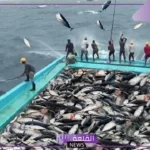 تفسير صيد السمك في المنام للرجل الأعزب لابن سيرين