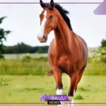 عبارات عن الخيل، أجمل ما قيل عن الخيل تلجرام وانستقرام
