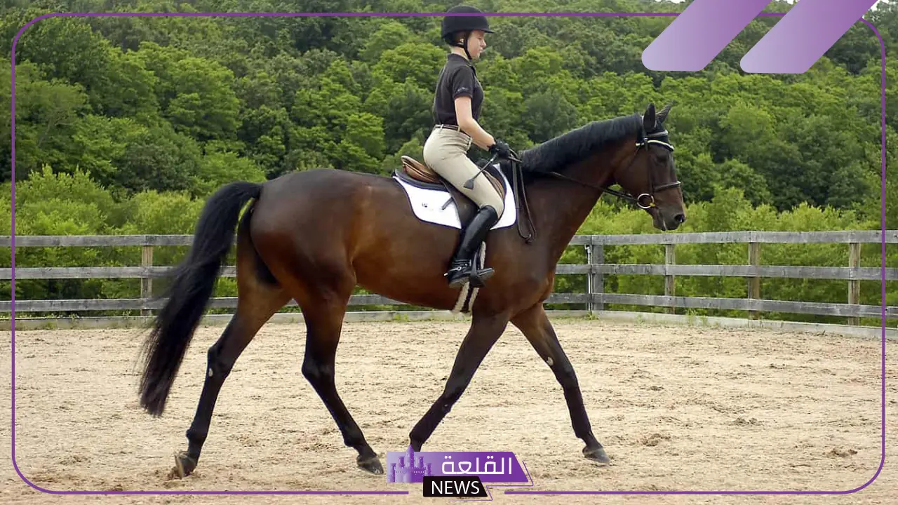 عبارات عن الخيل، أجمل ما قيل عن الخيل تلجرام وانستقرام 5 عبارات عن الخيل تويتر