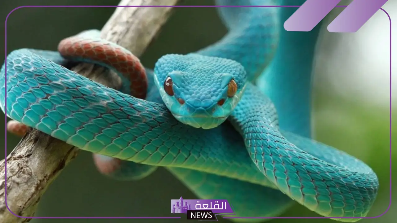 تفسير حلم لدغة الافعى في المنام للمرأة والرجل لابن سيرين 5 تفسير لدغة الأفعى في المنام للعزباء