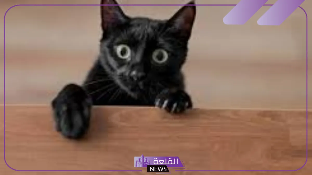 تفسير حلم عضة القطة في المنام للعزباء والطفل في اليد اليسرى لابن سيرين 5 رمز عضة القطة في المنام