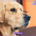 تفسير حلم عضة الكلب في المنام للرجل ورمزها لابن سيرين