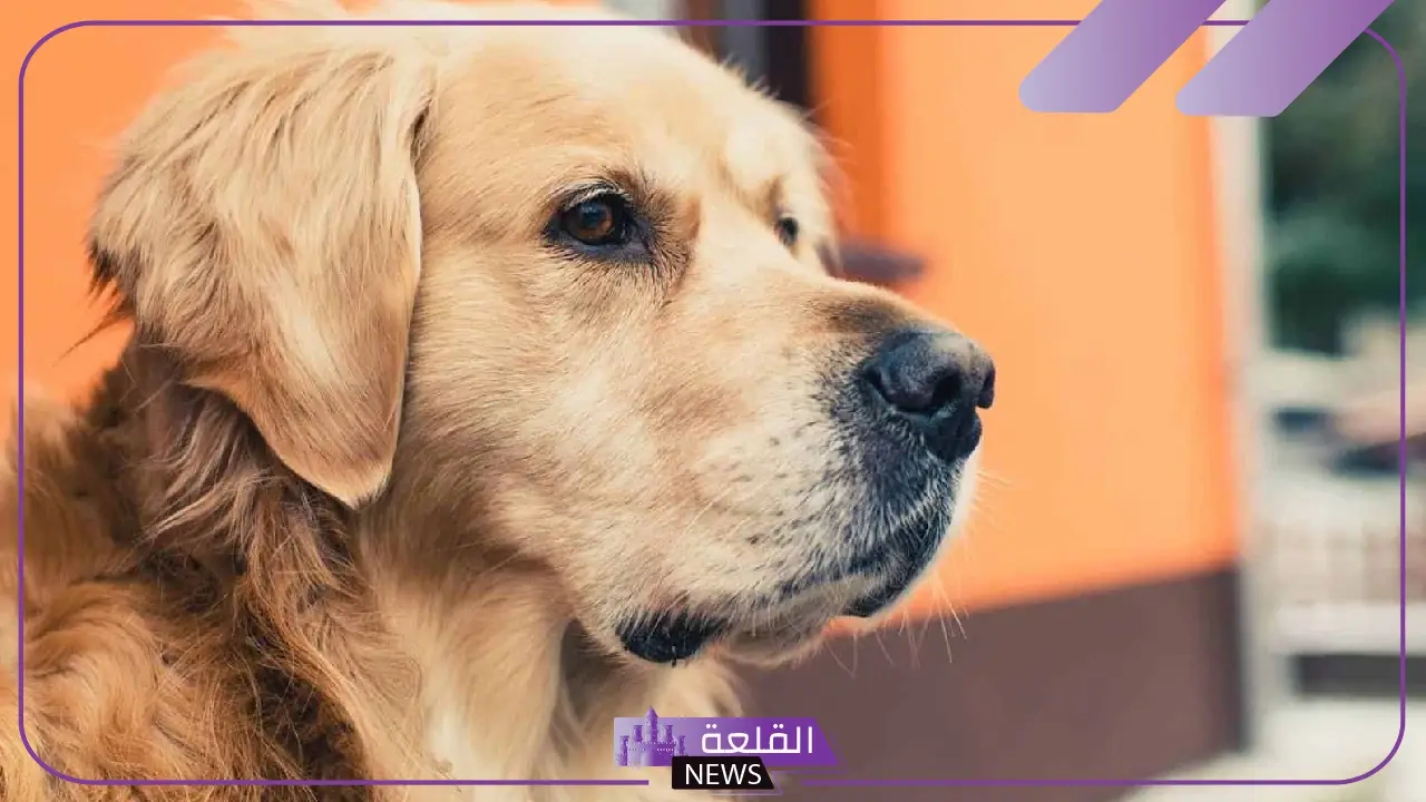 تفسير حلم عضة الكلب في المنام للرجل ورمزها لابن سيرين