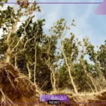 ما هو تعريف التعرية وما أبرز آثارها على البيئة