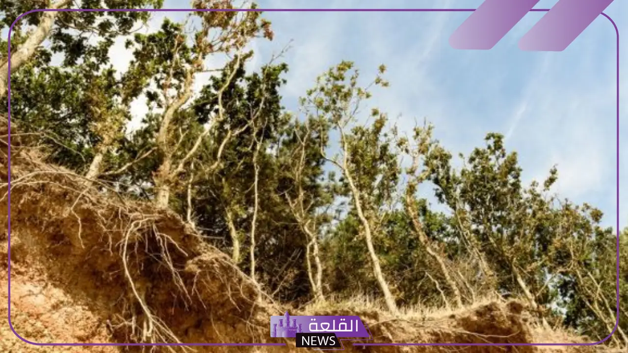 ما هو تعريف التعرية وما أبرز آثارها على البيئة