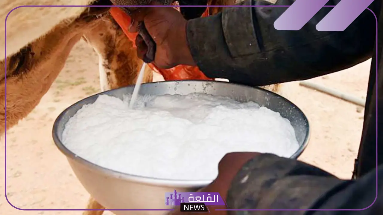 فوائد حليب الابل للقولون.. تجربتي مع حليب الإبل