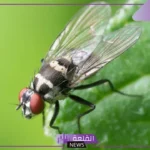 تفسير حلم قتل الذبابة في المنام للرجل لابن سيرين