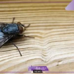 تفسير حلم قتل الذبابة في المنام للعزباء والمتزوجة لابن سيرين