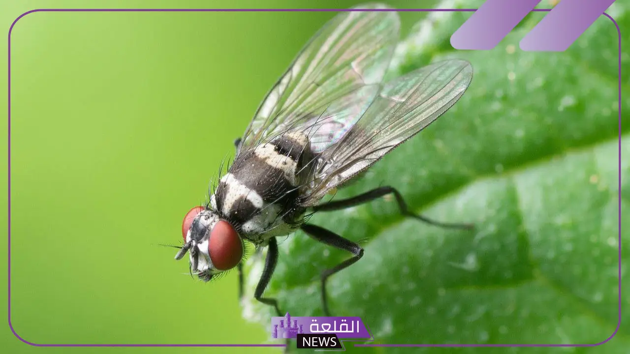 قتل الذبابة في المنام لابن سيرين