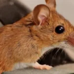تفسير حلم قتل الفار في المنام والفئران الصغيرة للرجل لابن سيرين والنابلسي