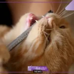 تفسير حلم عضة القطة في المنام للمتزوجة والعزباء لابن سيرين