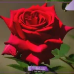 عبارات جميلة عن الورد قصيرة تويتر.. أجمل كلمات عن الورد والزهور
