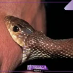 تفسير حلم لدغة الافعى في المنام للمرأة والرجل لابن سيرين