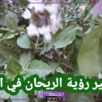 ما هو رمز وتفسير الريحان في المنام وقطفه لابن سيرين