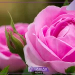 ما هي اسماء زهور الجنة ؟ نباتات وأشجار من الجنة