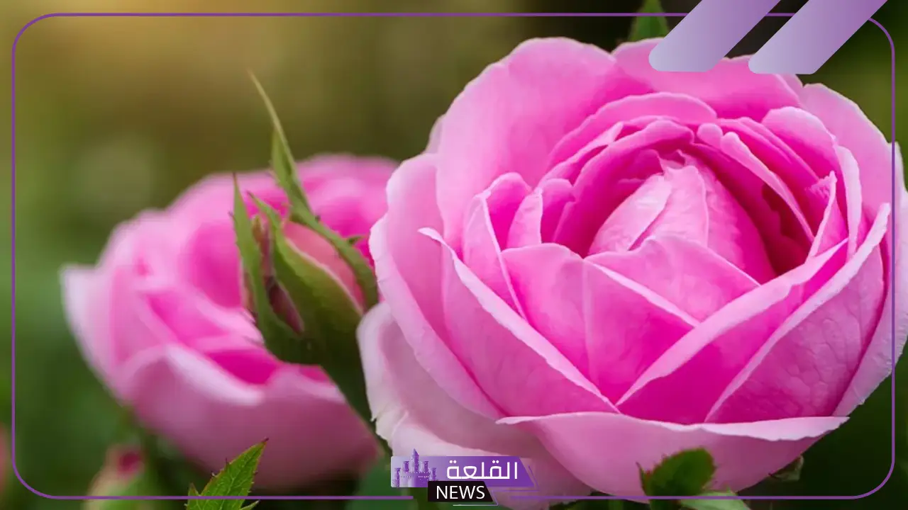 ما هي اسماء زهور الجنة ؟ نباتات وأشجار من الجنة