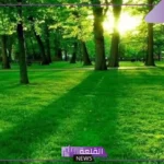 ما هي دلالة اللون الاخضر؟ معني اللون الأخضر في علم النفس 